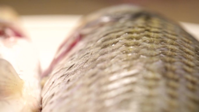 【镜头合集】鱼鳞鱼表面黏膜 (3)