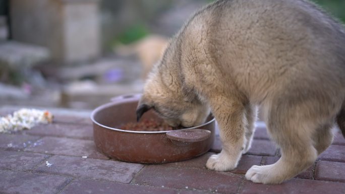 无家可归的小狗在街上觅食。