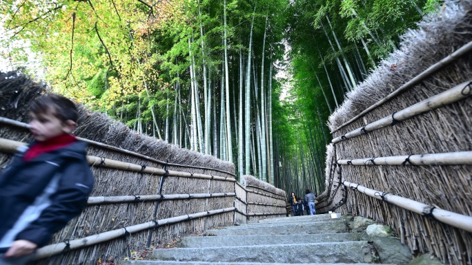 日本京都荒山竹林竹海竹林栈道