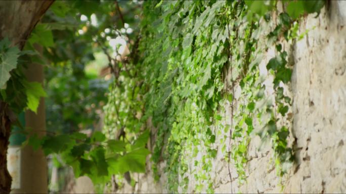 夏日绿植爬满围墙绿意盎然日戏摇臂空境转场