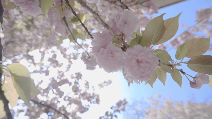 樱花、阳光与砖墙