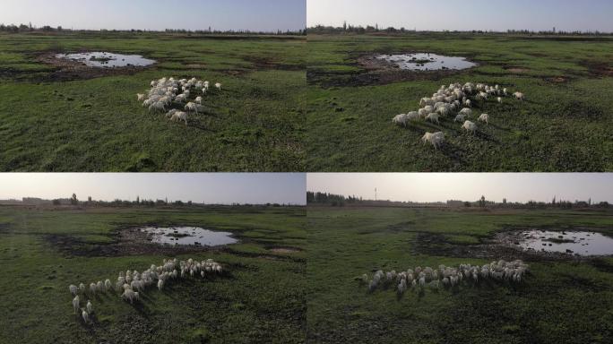 农村湿地散养羊