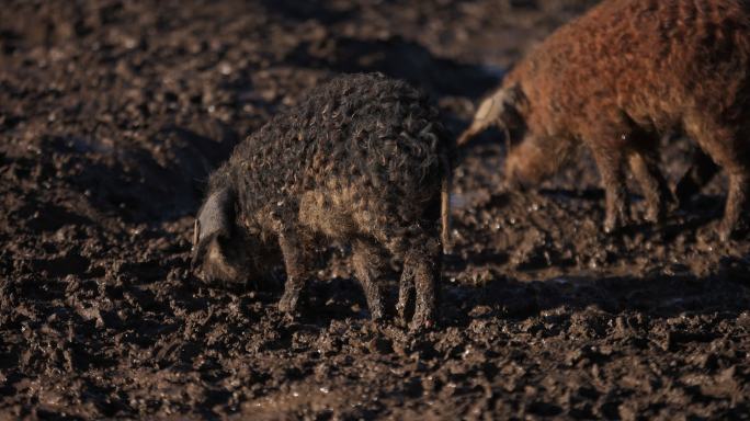 在潮湿泥泞的农场上吃草的曼加拉仔猪