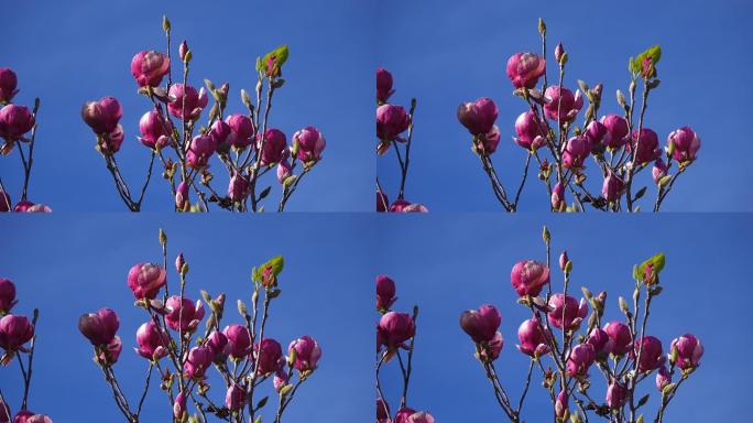 春天的粉红木兰木兰花唯美小清新
