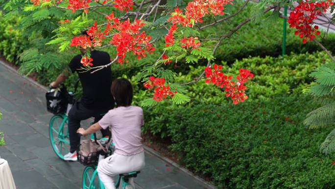 凤凰花树下的骑车路人