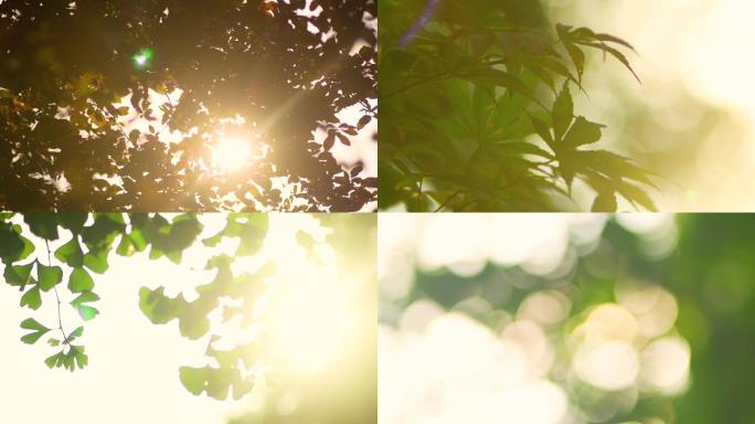 唯美逆光户外阳光穿透树叶生活空镜头