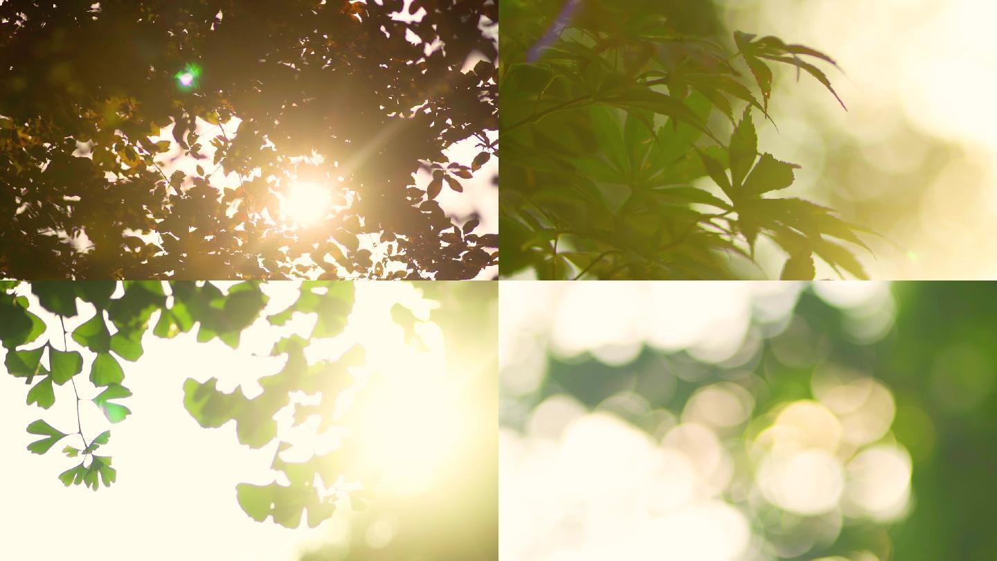 唯美逆光户外阳光穿透树叶生活空镜头