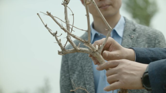 金银花种植农作物农民农田