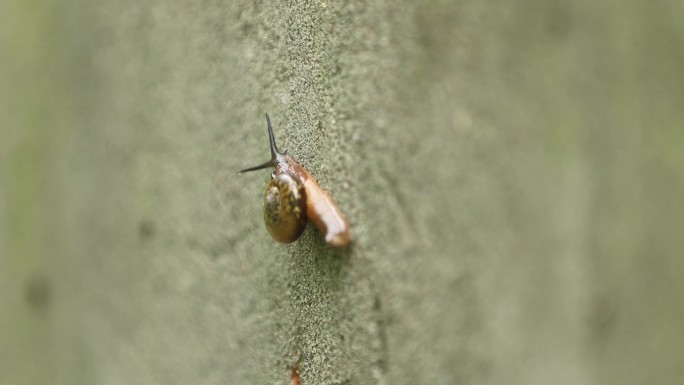 青苔上的蜗牛爬行 特写 空镜头A022