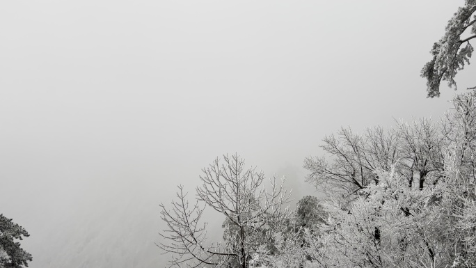 被雪覆盖的针叶林森林里都是雾凇
