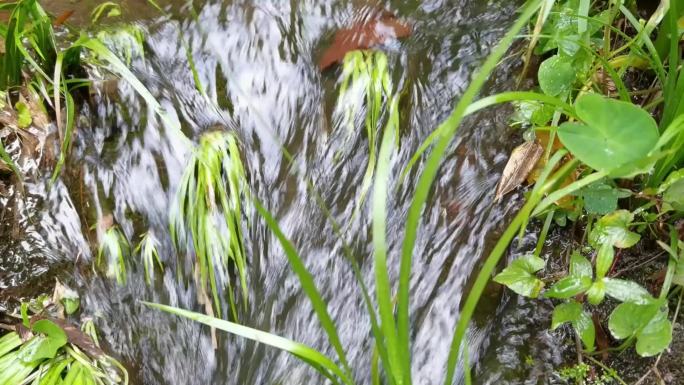 山间河水 山水 山上小溪  溪水 小草