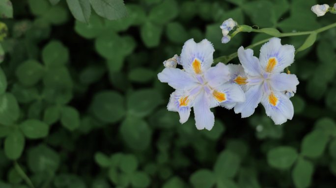 白色花朵花朵空镜头0724