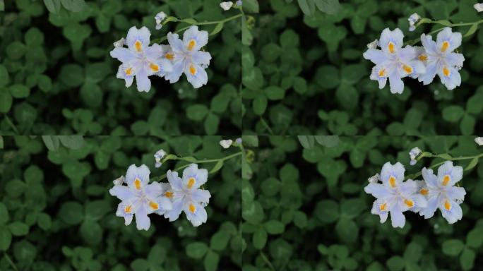 白色花朵花朵空镜头0724
