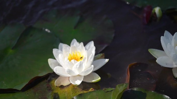 莲花 升格镜头 水中放花