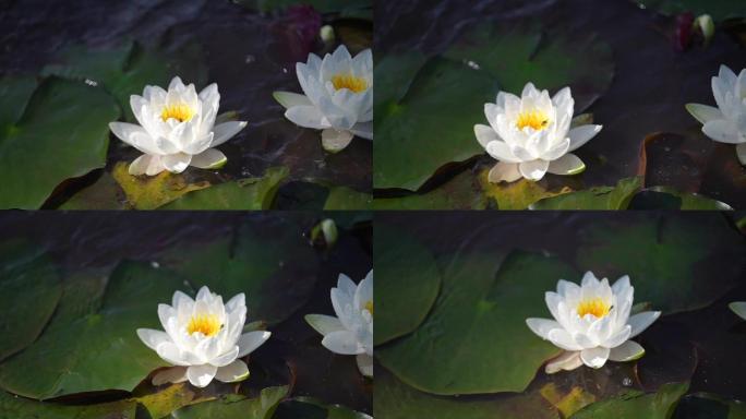 莲花 升格镜头 水中放花