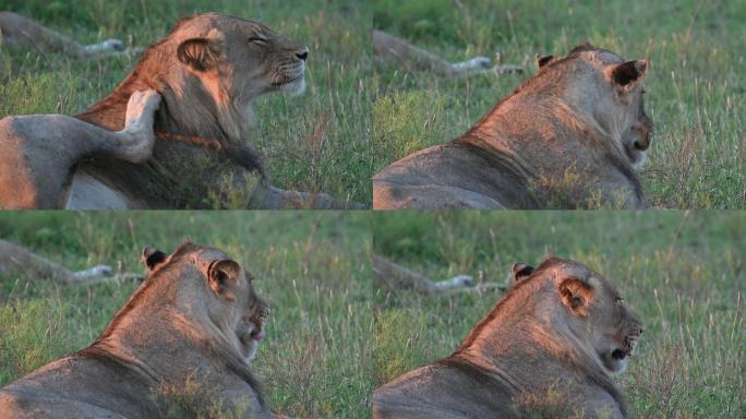 母狮躺在草地上特写镜头，在日落时抓挠和舔舐自己