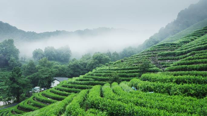 雾茶山茶山茶叶种植基地茶田