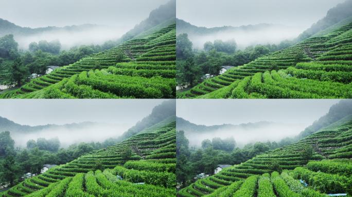 雾茶山茶山茶叶种植基地茶田