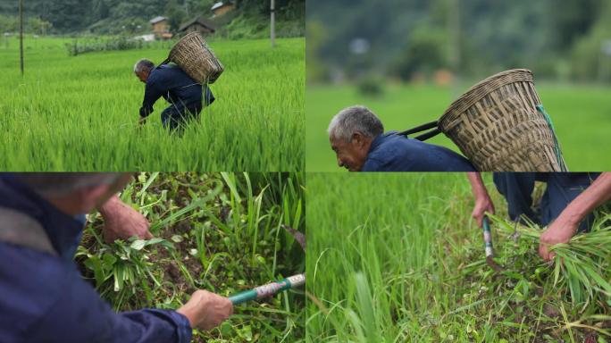 农民伯伯田间割草除草 劳动A022