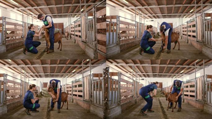 DS农场男女员工在谷仓检查山羊