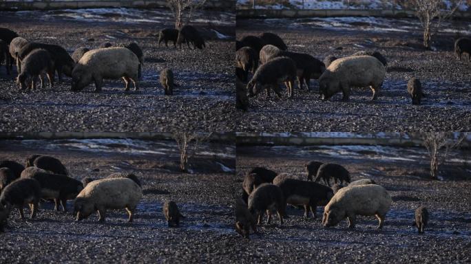 一群曼加利卡猪在开阔的农场上吃草，浑身是泥