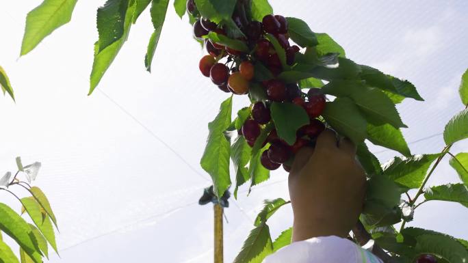 樱桃种植园采摘B