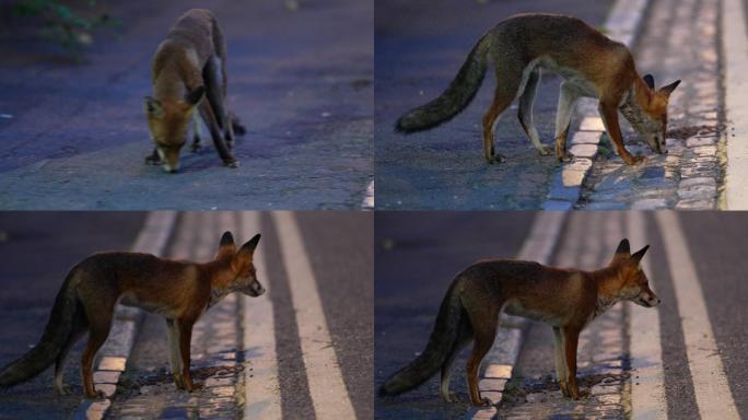 红狐狸野生狐狸