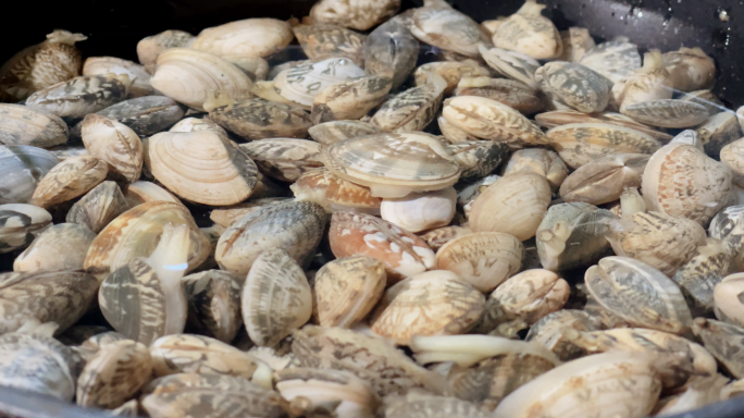 4k 花蛤 鲜花蛤 吐沙泡海水 食材贝壳