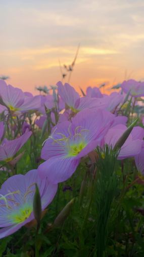 夕阳下的粉色花朵，大自然的美景视频素材
