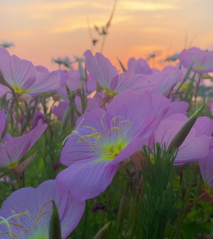 夕阳下的粉色花朵，大自然的美景