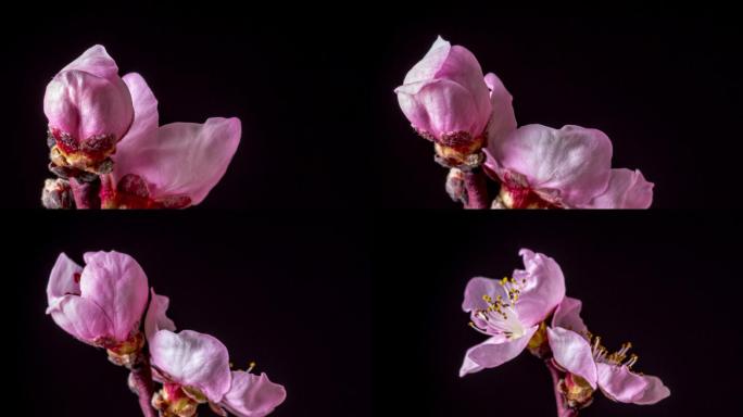 桃花在水平格式的延时4k视频中旋转并绽放在黑色的衬托下。春天桃花盛开的视频。