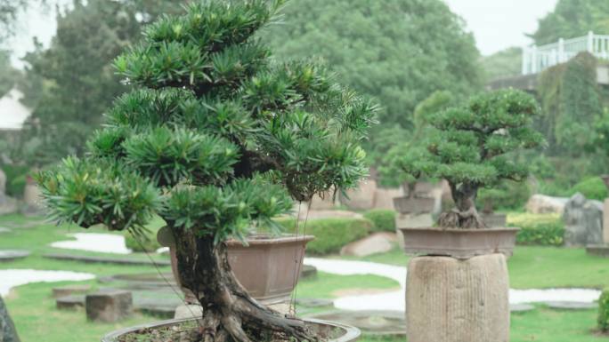 中国盆景松树