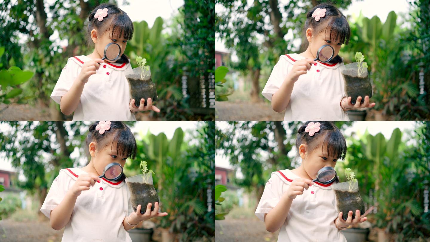 一个亚洲女孩正在花园的灌木丛中用放大镜寻找昆虫。