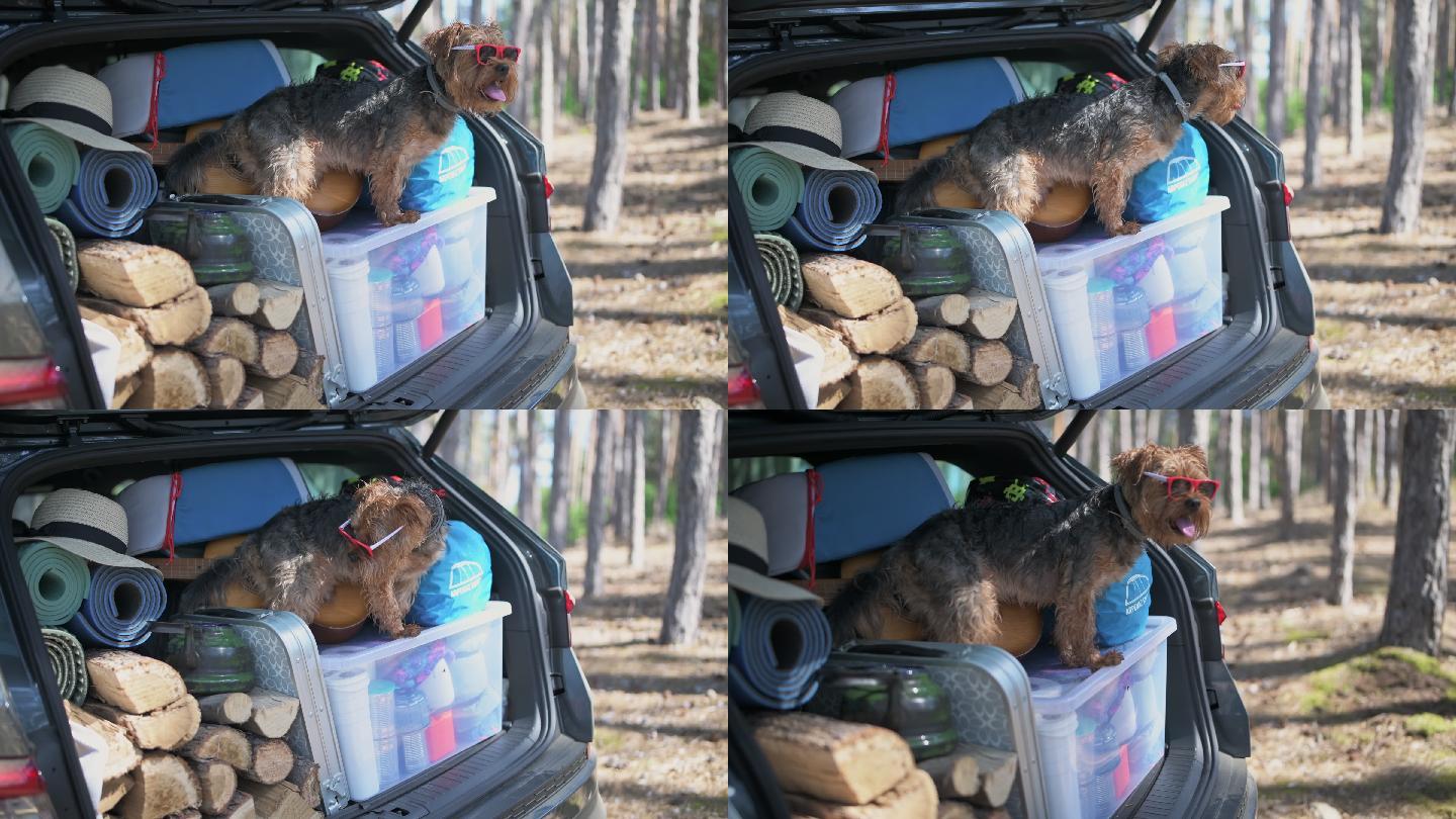 可爱的小狗，带着太阳镜，放在一个大箱子里准备露营