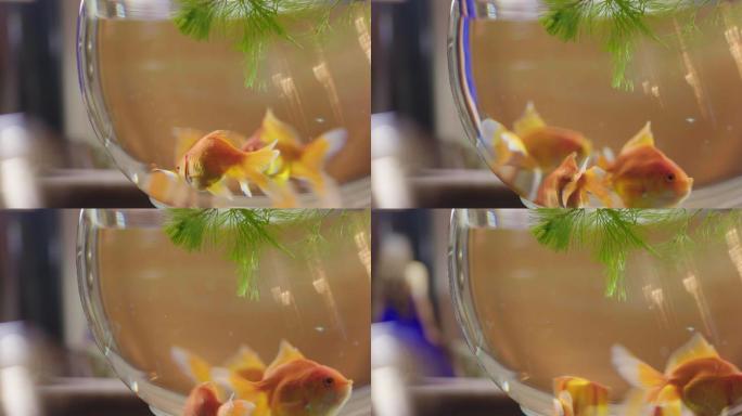 金鱼在浴缸里游动