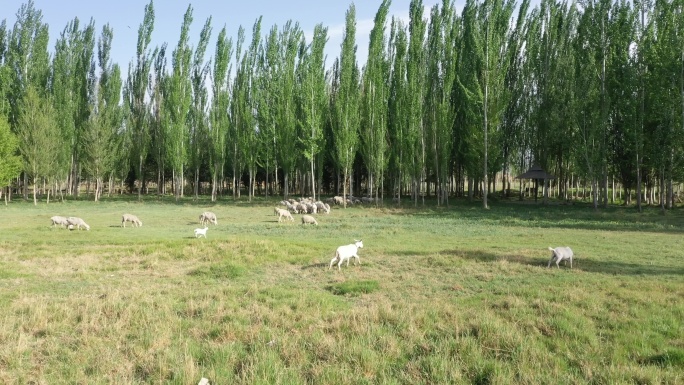 农村荒滩草地羊群