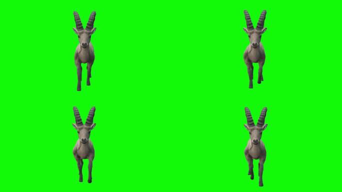 绿色屏幕上行走的野山羊。动物、野生动物、游戏、返校、3d动画、短片、电影、卡通、有机、色度键、角色动