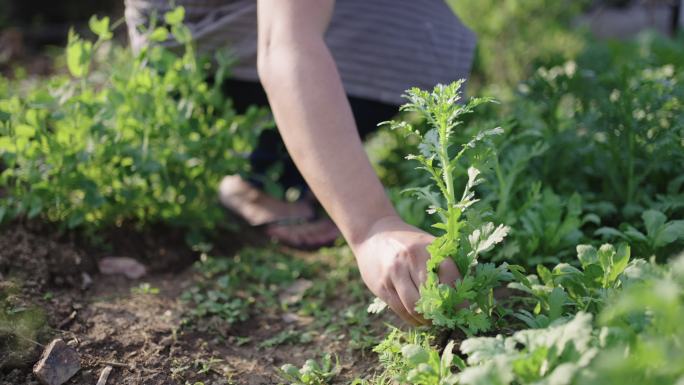 斯洛·莫：一位年轻的农民，正在收割各种自家种植的蔬菜。