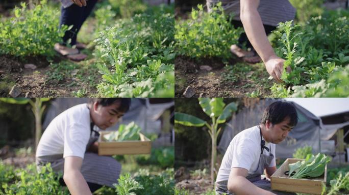 斯洛·莫：一位年轻的农民，正在收割各种自家种植的蔬菜。