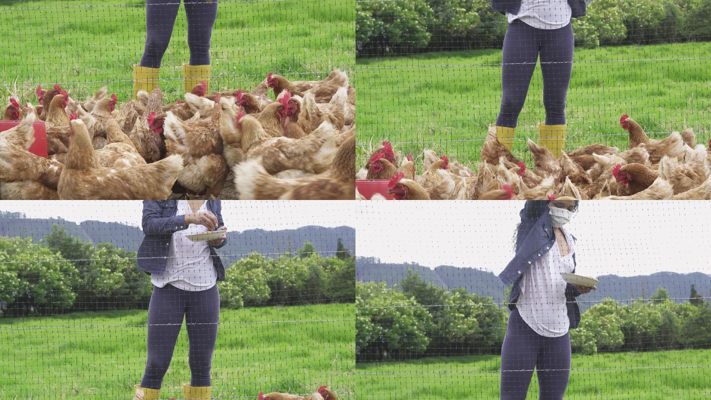 在新冠病毒大流行期间，一名卷曲的黑发女子戴着口罩在农场养鸡