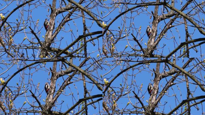大斑点啄木鸟敲树各种鸟儿站在枝头鸟儿飞走