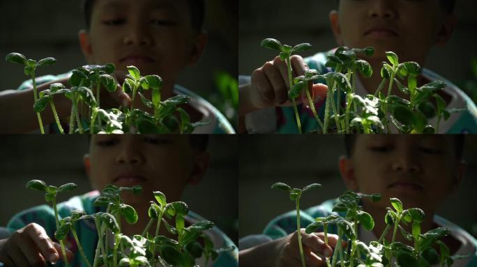 一个亚洲男孩早上给一种小的有机蔬菜浇水。家庭爱好