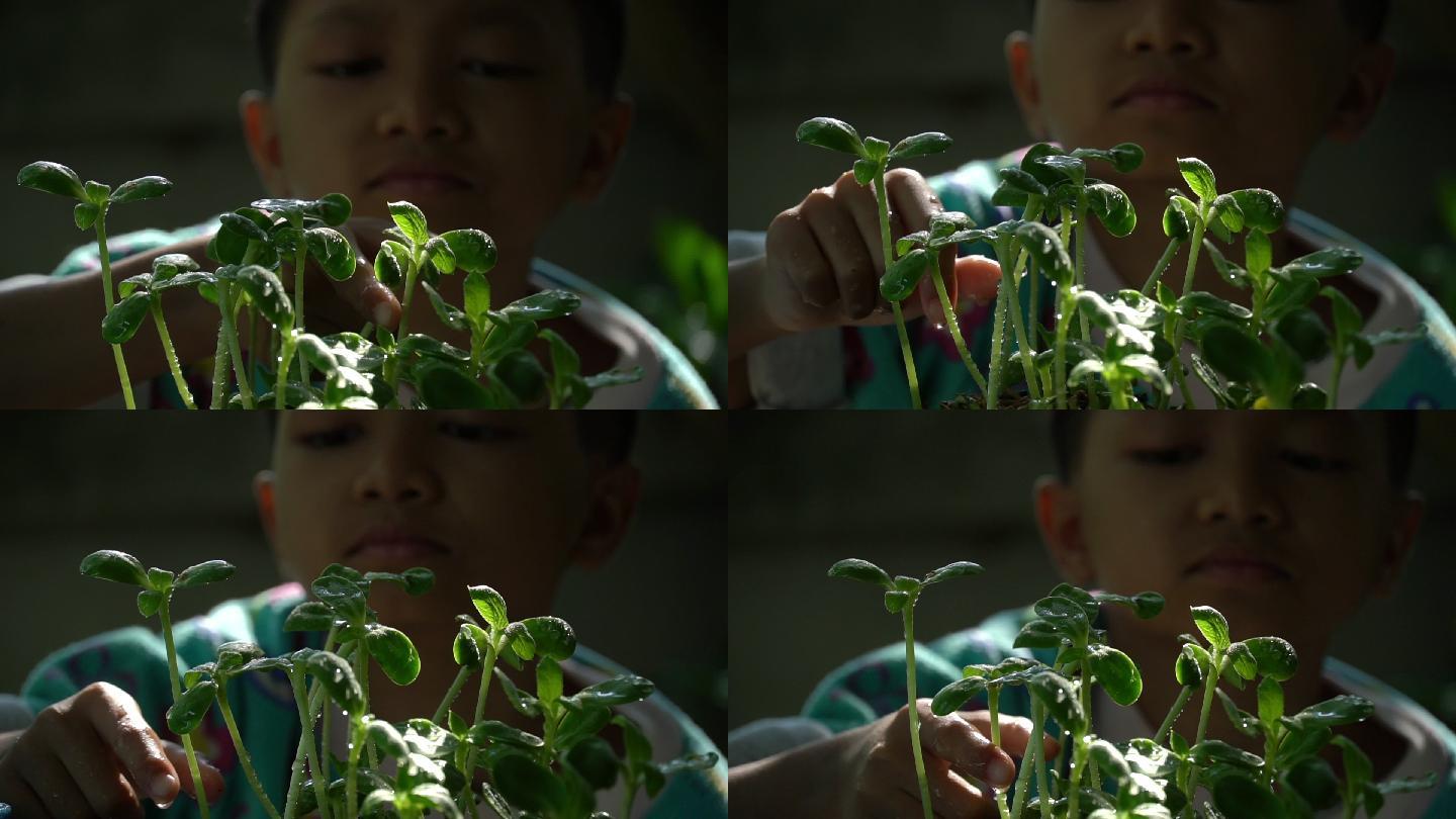 一个亚洲男孩早上给一种小的有机蔬菜浇水。家庭爱好