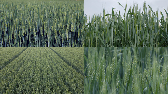 小麦 麦田