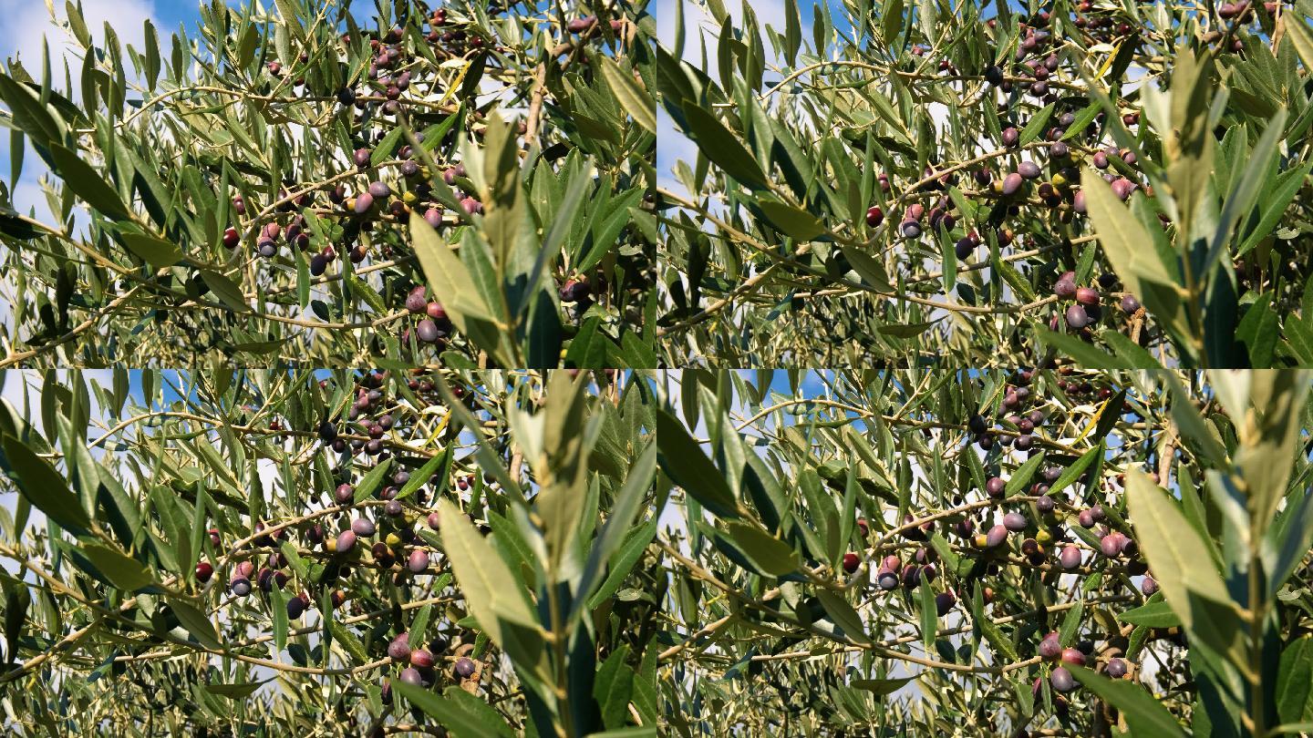 橄榄树上橄榄果实的慢镜头特写
