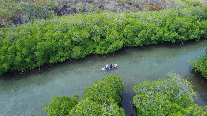 划着桨板穿越海岛上的红树林