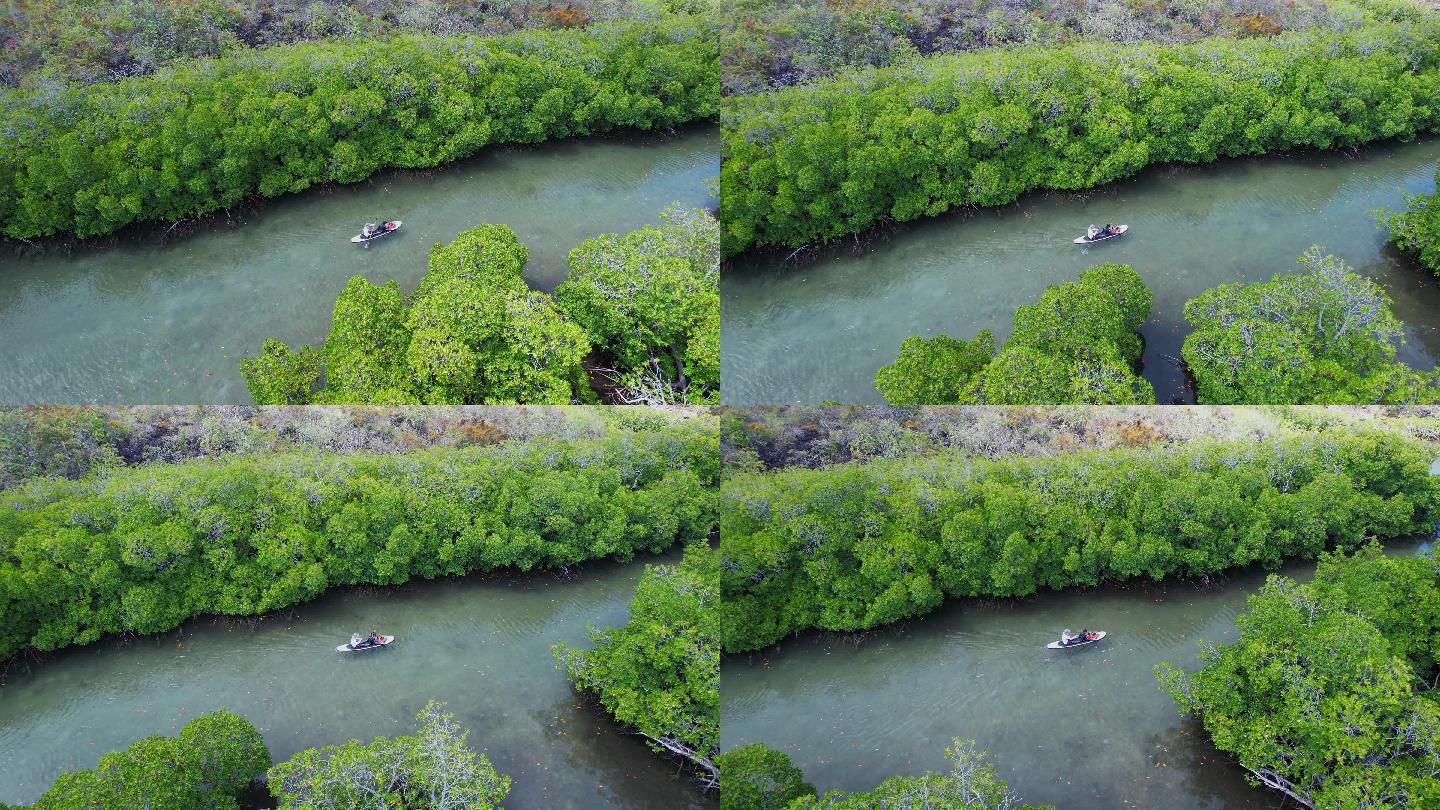 划着桨板穿越海岛上的红树林