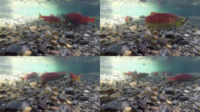 小河中的鲑鱼红色的鱼