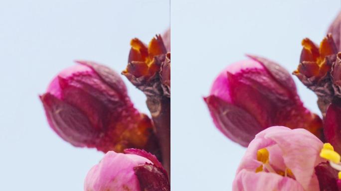 4k杏花的垂直时间轴在蓝色背景上绽放和生长。盛开的杏花。手机和社交媒体的垂直延时为9:16。