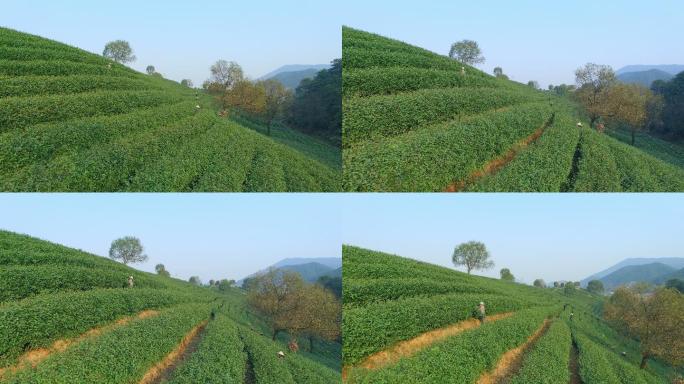 杭州龙井山茶园鸟瞰图。4k